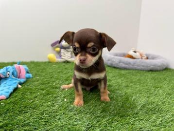 Chihuahua pups beschikbaar voor biedingen