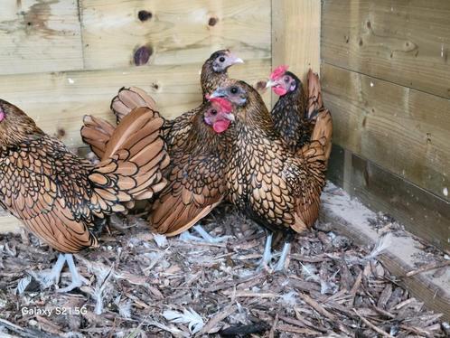 broedeieren sebright goud zwart gezoomd, Dieren en Toebehoren, Pluimvee