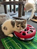 kittens Ecotic korthaar, Dieren en Toebehoren, Katten en Kittens | Raskatten | Korthaar, Poes, Gechipt, 0 tot 2 jaar