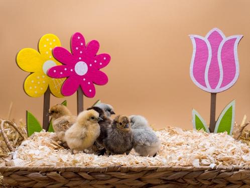 Zijdehoen kriel baby kuikens gesekst en ingeënt hennetjes, Animaux & Accessoires, Volatiles, Poule ou poulet, Femelle