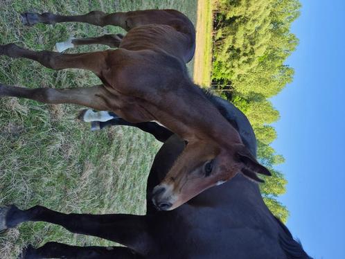 Top veulens beschikbaar, Dieren en Toebehoren, Paarden, Meerdere dieren, Niet van toepassing, 165 tot 170 cm, 0 tot 2 jaar, Dressuurpaard