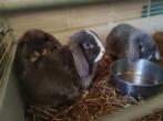 Blauwe nederlandse hangoor met blauwe ogen, Dieren en Toebehoren, Konijnen, Hangoor, 0 tot 2 jaar