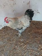 Haan, Mâle, Poule ou poulet