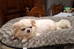 Te koop Langharig chihuahua teefje met stamboom ., Dieren en Toebehoren, Honden | Chihuahua's en Gezelschapshonden, België, Fokker | Hobbymatig