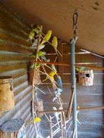 Différentes couleurs de jeunes perruches prêtes à grandir, Plusieurs animaux, Perruche, Domestique