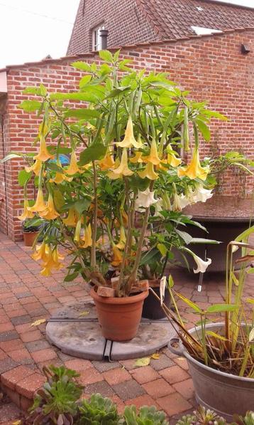 brugmansia s  geel en wit beschikbaar voor biedingen