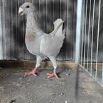 Duitse Schoonheidspostduif, Dieren en Toebehoren, Vogels | Duiven