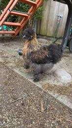 Zijdehoen haantje en hen, Dieren en Toebehoren, Meerdere dieren, Kip
