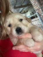 Golden retriever puppy, Meerdere, Golden retriever, 8 tot 15 weken, Meerdere dieren
