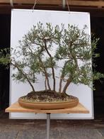 Bonsai VLOT Juniperus, Ophalen