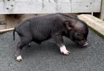 Micro cochon mâle noir/blanc, 0 tot 2 jaar, Varken