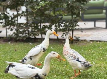 Indische loopeend mannetjes beschikbaar voor biedingen