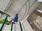 vogels, Dieren en Toebehoren, Vogels | Parkieten en Papegaaien, Dwergpapegaai of Agapornis