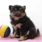 Pomchi (Black&Tan, teefje) Belgische pup te koop, België, CDV (hondenziekte), 8 tot 15 weken, Teef