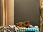Brits korthaar choco tortie, Dieren en Toebehoren, Katten en Kittens | Dekkaters, 3 tot 5 jaar