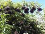 Vlierbessen, super gezonde vruchten, diversen goede soorten, Jardin & Terrasse, Plantes | Arbres fruitiers, En pot, Printemps
