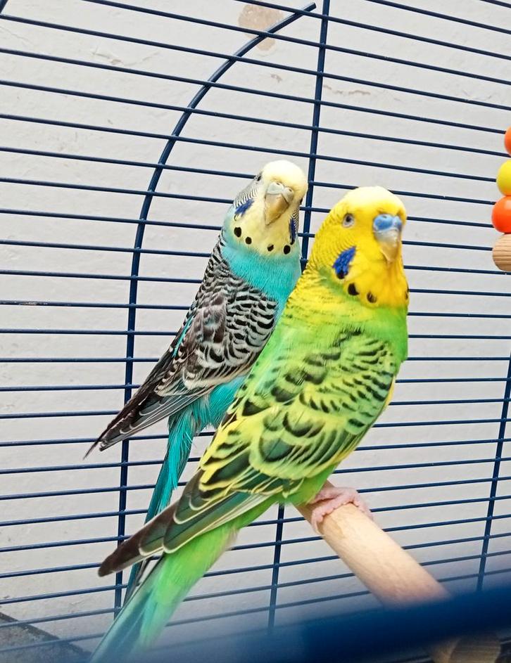 Mooi parkietenpaar met kooi, Dieren en Toebehoren, Vogels | Parkieten en Papegaaien, Parkiet, Meerdere dieren