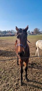 Petite-fille de Verdi TM, Animaux & Accessoires, Avec pedigree, 160 à 165 cm, Non dressé, Cheval de saut