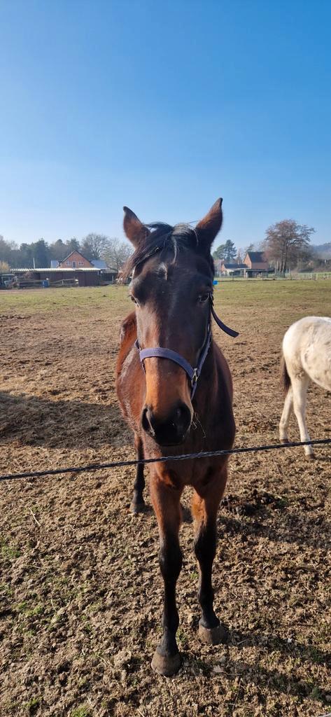 Petite-fille de Verdi TM, Animaux & Accessoires, Chevaux, Jument, Non dressé, 160 à 165 cm, 3 à 6 ans, Cheval de saut, Avec pedigree
