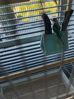 Mooie licht blauwe man te Nazareth., Dieren en Toebehoren, Vogels | Parkieten en Papegaaien