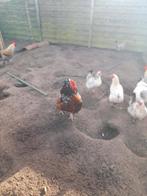 orpington porselein haan, Poule ou poulet