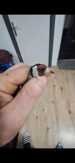 chardonnerets, Animaux & Accessoires, Oiseaux | Perruches & Perroquets, Mâle