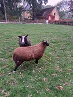 Zwartblesbok, Dieren en Toebehoren, Schapen, Geiten en Varkens, Mannelijk, Schaap, 0 tot 2 jaar