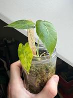 Alocasia gageana aurea, Ophalen, 200 cm of meer, Overige soorten, Halfschaduw