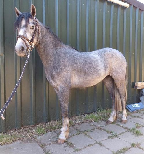Welsh a/b ruin betuigd en zadelmak, Dieren en Toebehoren, Paarden, Ruin, Zadelmak, 3 tot 6 jaar, Gechipt, Ontwormd, Ingeënt