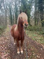 6,5 jarige Recreatie/Bospony, Dieren en Toebehoren, Pony's, E pony (1.48m - 1.57m), Met stamboom, Ruin, Niet van toepassing