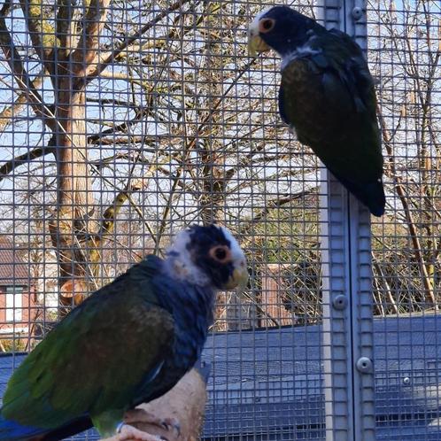 Witkop/Witkap-papegaaien / Pionus Senilis., Dieren en Toebehoren, Vogels | Parkieten en Papegaaien, Papegaai, Vrouwelijk, Geringd
