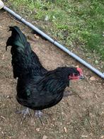 Australorp haan zoekt nieuwe thuis, Dieren en Toebehoren, Mannelijk, Kip