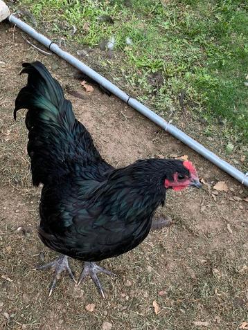 Australorp haan zoekt nieuwe thuis beschikbaar voor biedingen