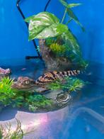 Jonge kaaiman, Animaux & Accessoires, Reptiles & Amphibiens, Amphibien