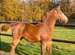 Prachtig groot zangersheide veulen, Dieren en Toebehoren