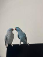 2 tamme halsbandparkieten, kunnen paar dingen zeggen, Dieren en Toebehoren, Vogels | Parkieten en Papegaaien, Mannelijk, Parkiet
