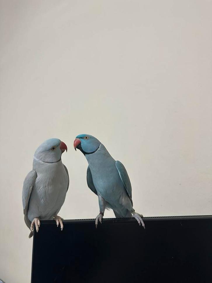 2 tamme halsbandparkieten, kunnen paar dingen zeggen, Dieren en Toebehoren, Vogels | Parkieten en Papegaaien, Parkiet, Mannelijk