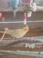 Valkparkieten 2025, Dieren en Toebehoren, Vogels | Parkieten en Papegaaien