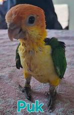 Roestkop caique tam, Dieren en Toebehoren, Vogels | Parkieten en Papegaaien, Tam