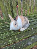 Dwergkonijn Ram, Dieren en Toebehoren, Konijnen, Mannelijk, Dwerg, 0 tot 2 jaar