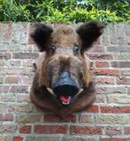 Opgezette kop zwijn jacht schedel taxidermie hert gewei, Verzamelen, Dierenverzamelingen, Ophalen, Wild dier, Gewei of Kop