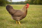 Leghorn Patrijs kippen jonge hennen beschikbaar, Femelle, Poule ou poulet