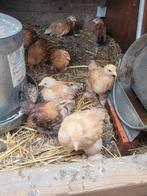 Brahma krielkuikens te koop., Dieren en Toebehoren, Pluimvee, Kip