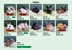 URGENT ! Lapins à l'adoption, Enlèvement, Autres types