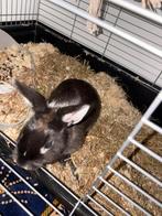 Dwergkonijn, Dieren en Toebehoren, Konijnen, Vrouwelijk, Dwerg, 0 tot 2 jaar