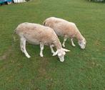 2 moutons femelles à vendre, Mouton, Femelle, 0 à 2 ans