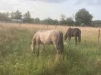 Hulp gezocht bij mijn paardenfamillie, Dieren en Toebehoren