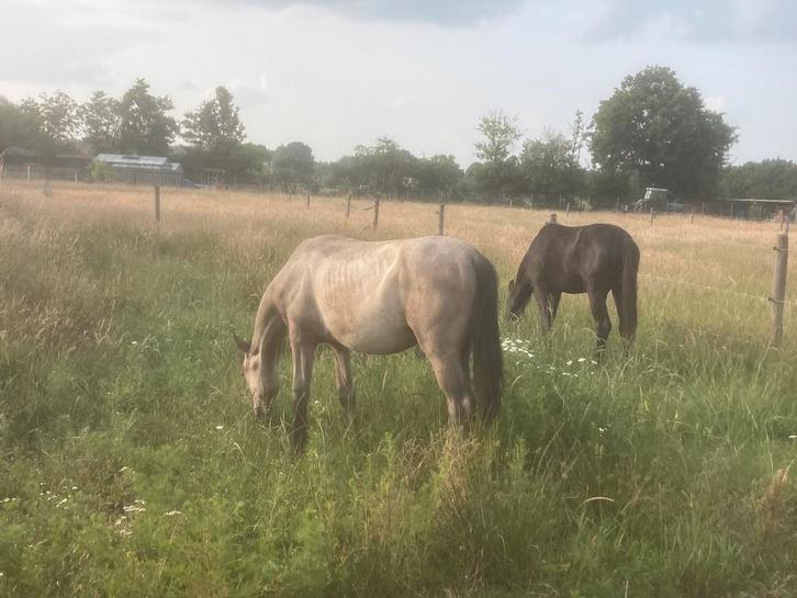 Hulp gezocht bij mijn paardenfamillie, Animaux & Accessoires, Box & Pâturages