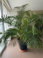 Grote palm met pot, Huis en Inrichting, Kamerplanten, Ophalen, Palm