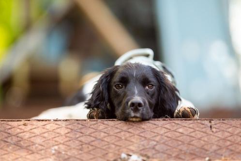 Engelse springer spaniël pups, Dieren en Toebehoren, Honden | Retrievers, Spaniëls en Waterhonden, Meerdere dieren, Spaniël, Fokker | Hobbymatig